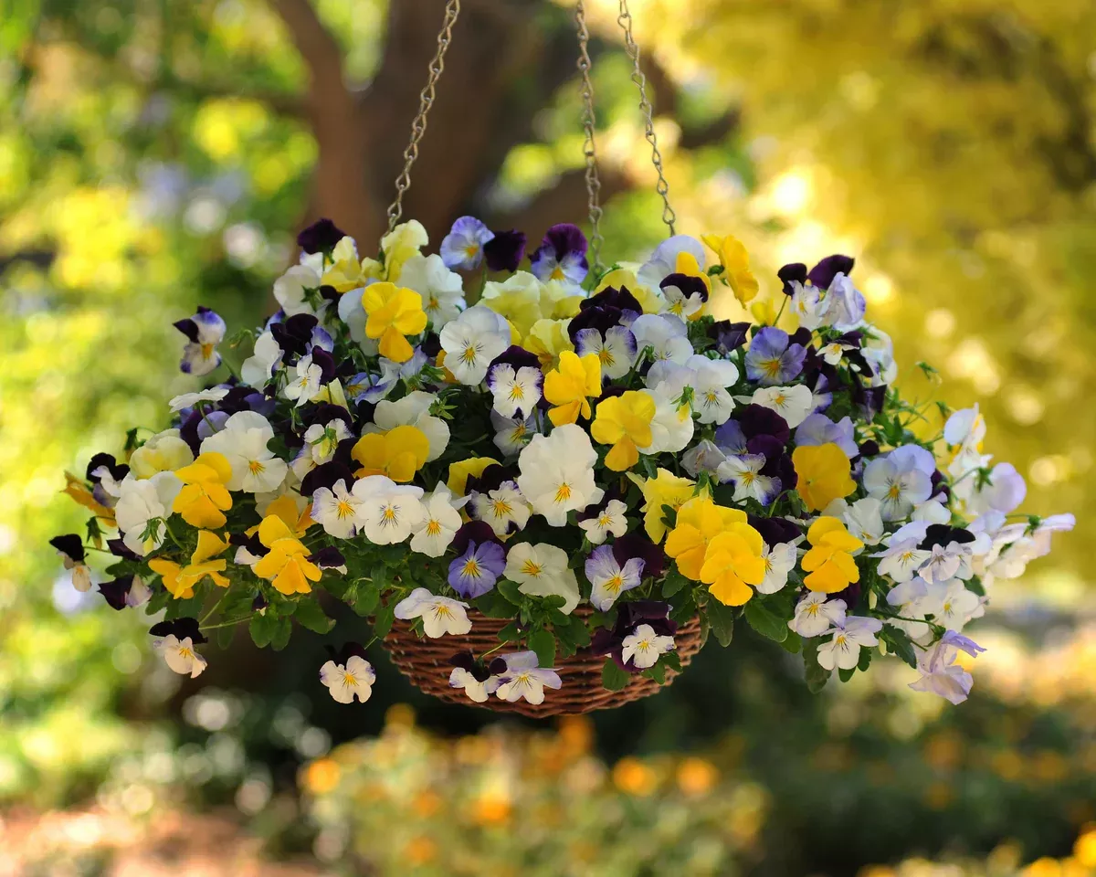 cool-wave-trailing-hybrid-mix-pansy-seeds Cool Wave Trailing Hybrid Mix Pansy Seeds