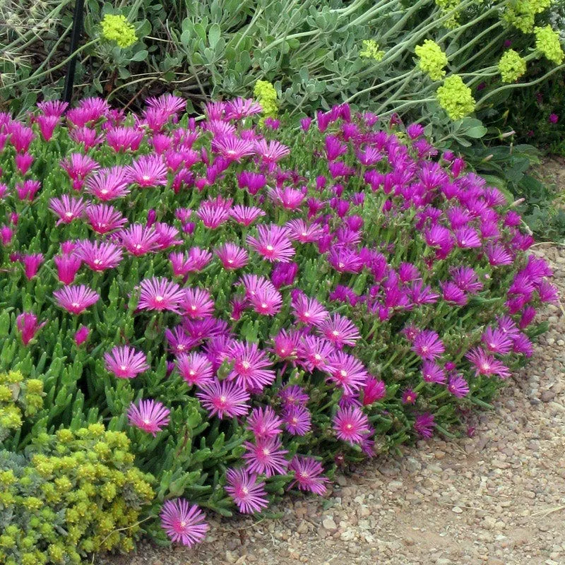 cooper-s-hardy-ice-plant Cooper's Hardy Ice Plant