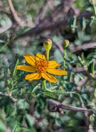 copper-canyon-daisy Copper Canyon Daisy