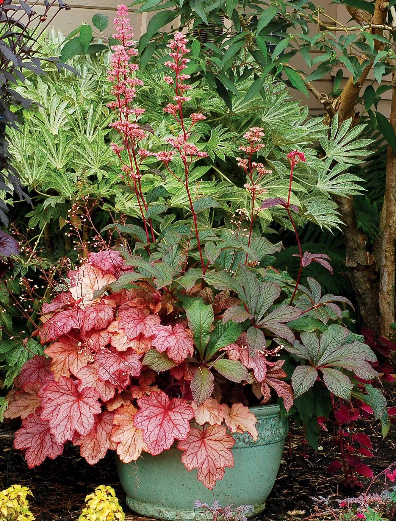 Coral Bells 'Georgia Peach'