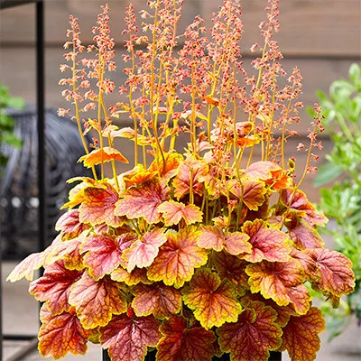 coral-bells-indian-summer-eternal-flame Coral Bells (Indian Summer Eternal Flame)