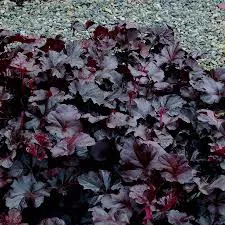 coral-bells-obsidian-5-5 Coral Bells: 'Obsidian' - 5.5"