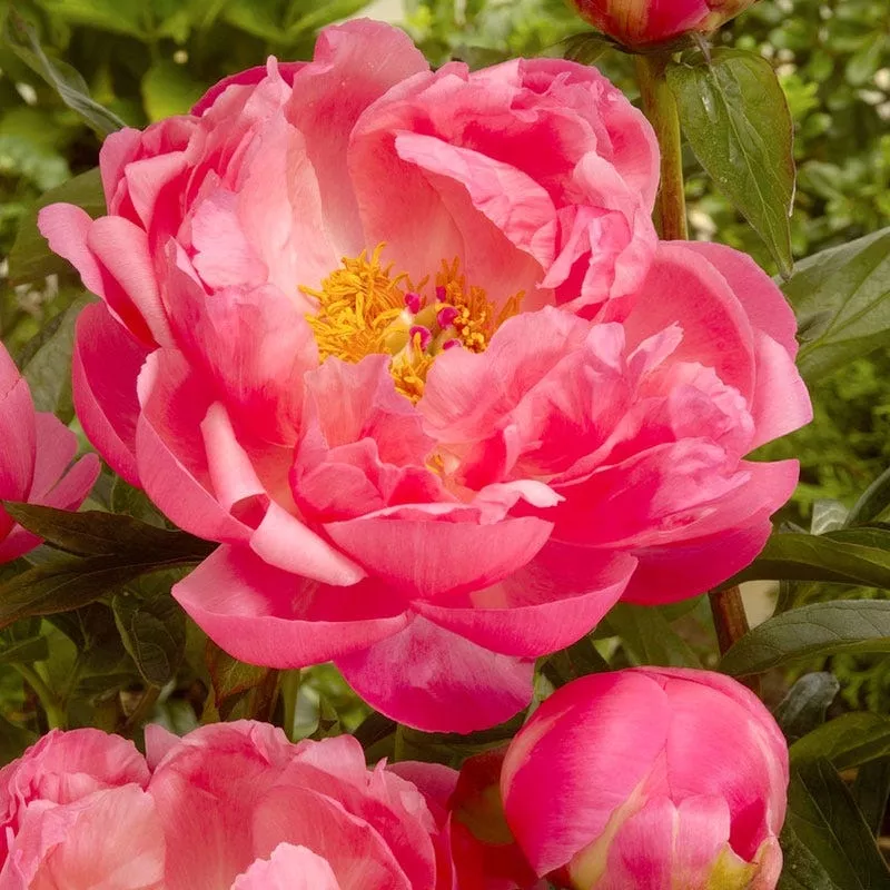 ‘Coral Charm’ Peony