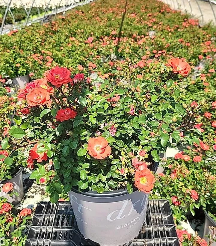 coral-drift-rose Coral Drift Rose