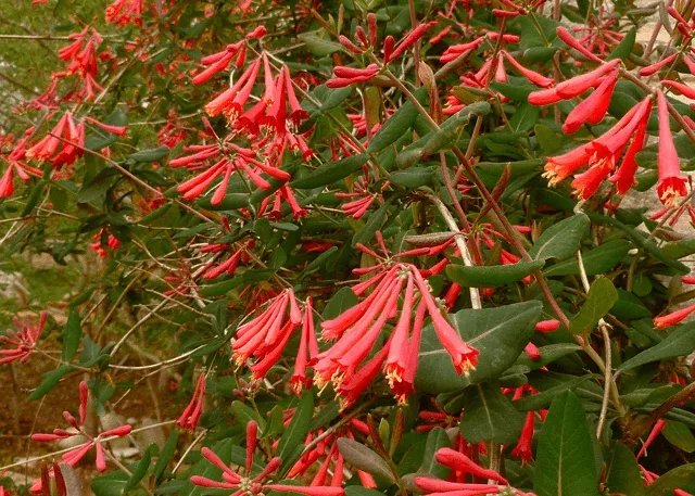 coral-honeysuckle Coral Honeysuckle