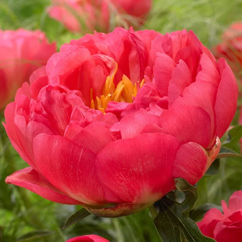 coral-sunset-peony Coral Sunset Peony