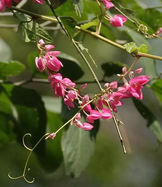 coral-vine Coral Vine