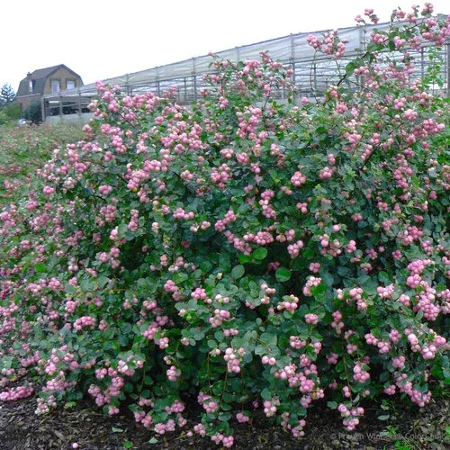 coralberry-proud-berry-8-bl Coralberry: "Proud Berry'™ 8" (Bl)
