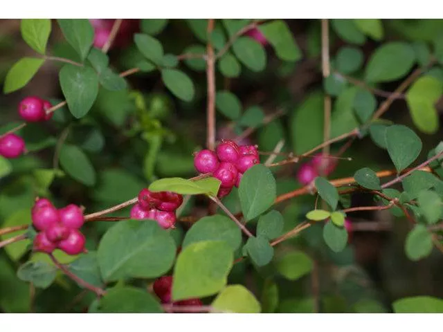 coralberry Coralberry