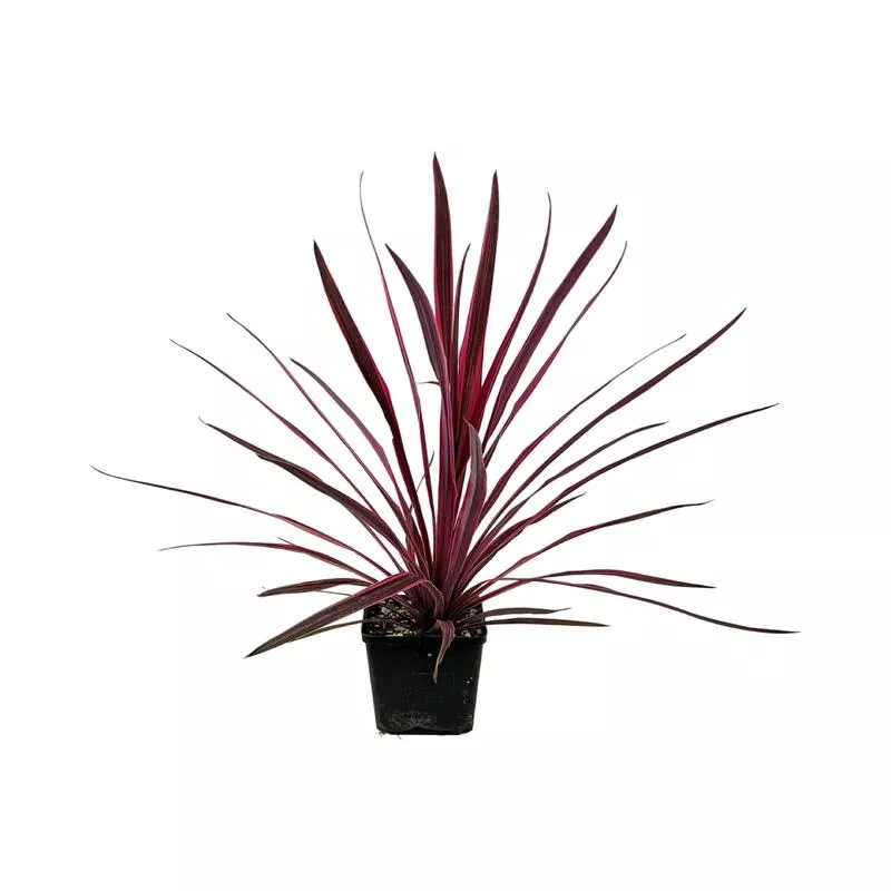 Cordyline australis 'Paso Doble'