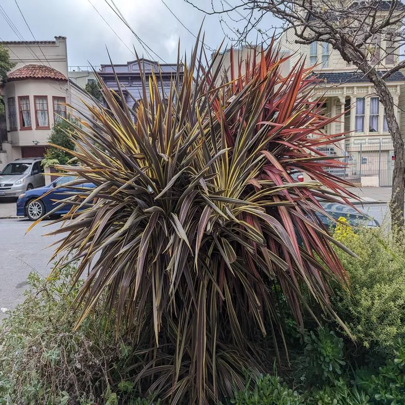 cordyline-can-can Cordyline 'Can Can'