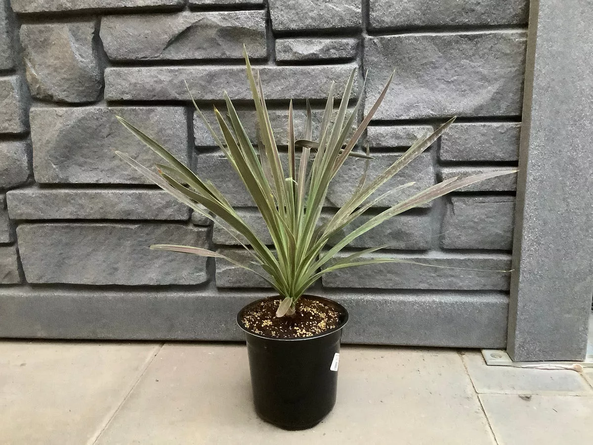 Cordyline: 'Chocolate Mint' - 1 Gal