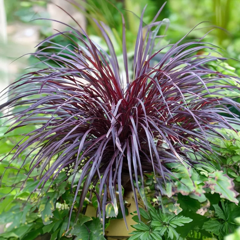 cordyline-design-line-burgundy-2-5l Cordyline Design A Line Burgundy – 2.5L