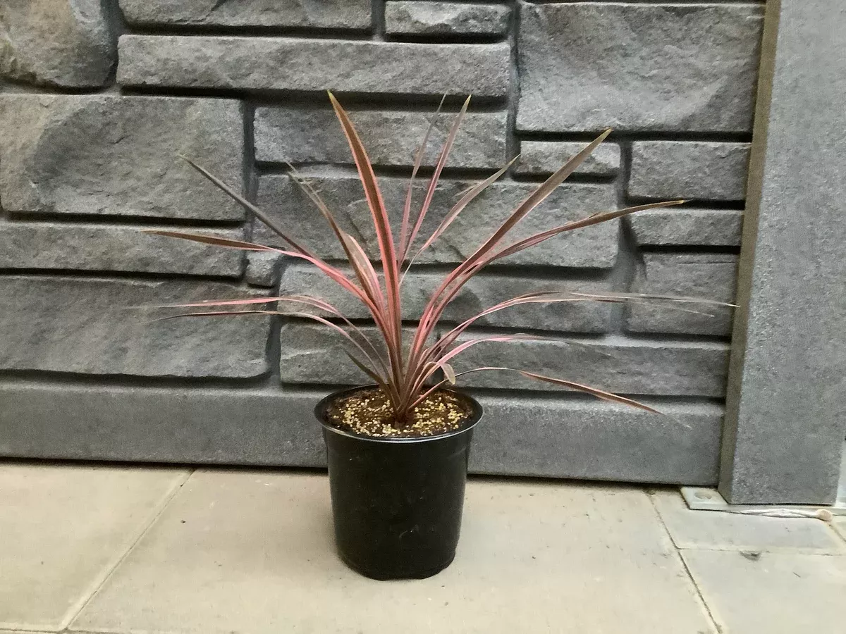 Cordyline: 'Southern Splendor' - 1 Gal