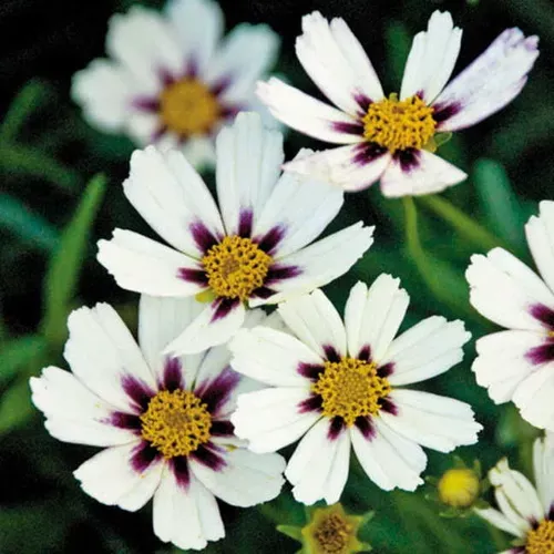 Coreopsis Big Bang™ ‘Star Cluster’