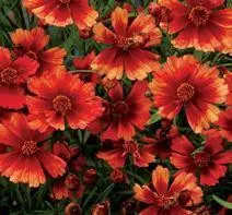 Coreopsis 'Desert Coral' PPAF (10)ct Quarts