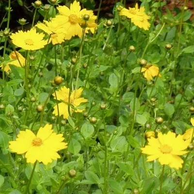 coreopsis-dwarf-mouse-ear-3-5-inch-pots-minimum-quantity-25-plants Coreopsis - Dwarf Mouse-Ear - 3.5 inch Pots (Minimum Quantity: 25 Plants)