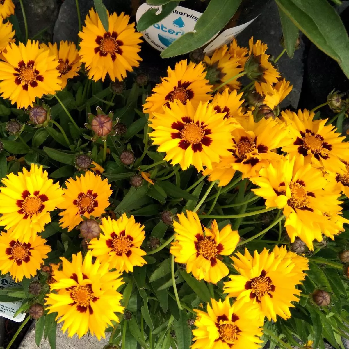 coreopsis-grandiflora-sunfire-9cm-1-5l-9cm Coreopsis grandiflora Sunfire 9cm/1.5L – 9cm