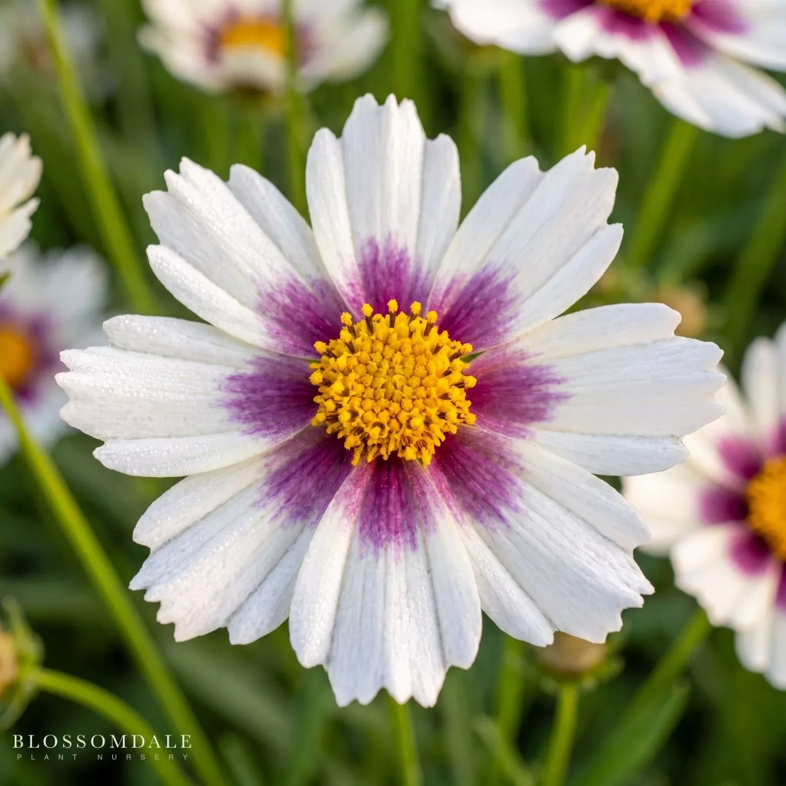 coreopsis-hybrid-star-cluster Coreopsis 'Hybrid Star Cluster'