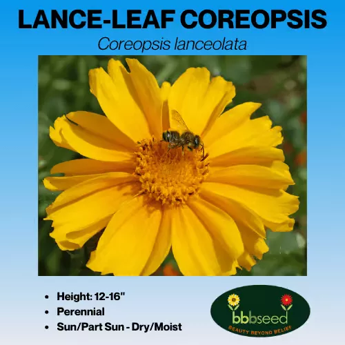 coreopsis-lance-leaf-coreopsis-lanceolata Coreopsis, Lance-leaf – Coreopsis lanceolata