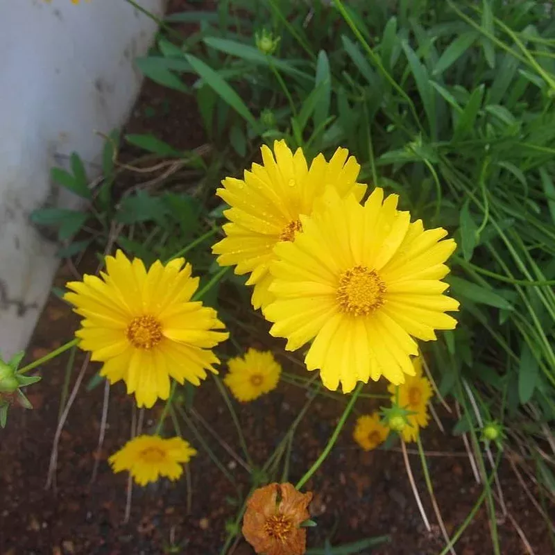 coreopsis-lanceolata-lanceleaf-coreopsis Coreopsis lanceolata - Lanceleaf Coreopsis