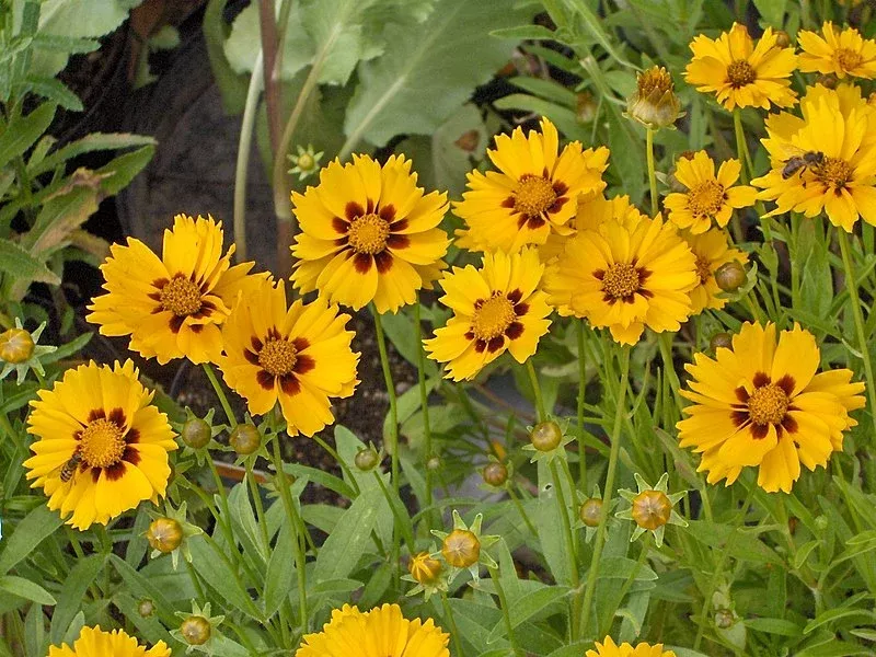Coreopsis lanceolata Sterntaler Tickseed