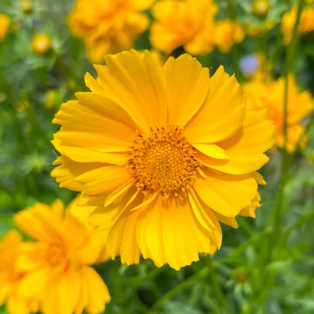 coreopsis-lanceolata Coreopsis lanceolata