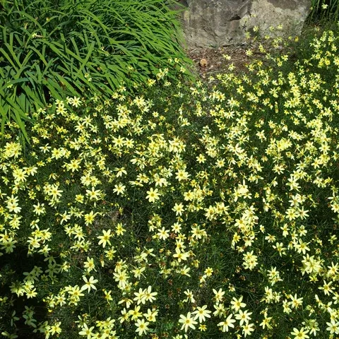 Coreopsis 'Moonbeam' - 3.5 inch Pots (Minimum Quantity: 25 Plants)