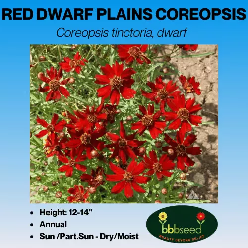 coreopsis-red-dwarf-plains-coreopsis-tinctoria-dwarf Coreopsis, Red Dwarf Plains – Coreopsis tinctoria, dwarf