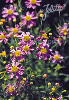 Coreopsis rosea American Dream Tickseed