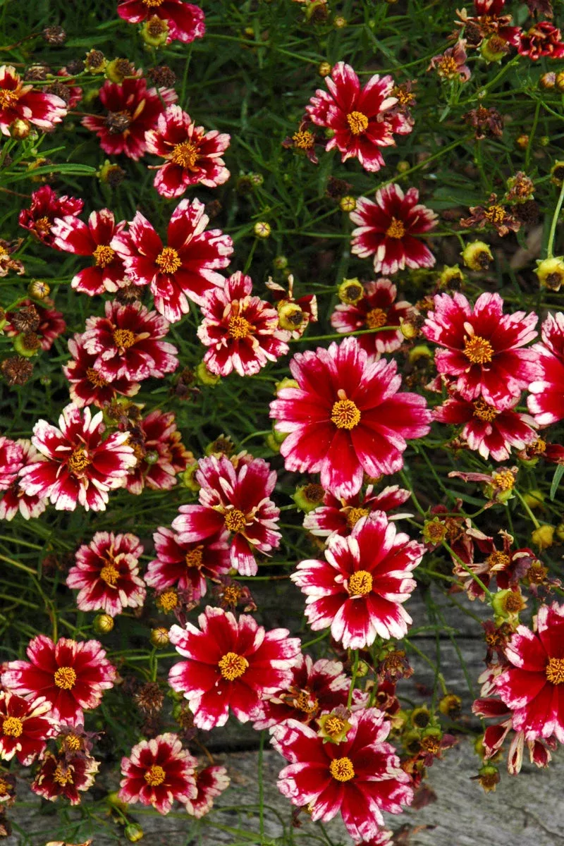 coreopsis-ruby-frost Coreopsis 'Ruby Frost'
