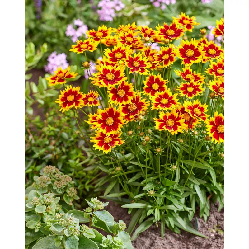 coreopsis-solar-jewel Coreopsis 'Solar Jewel'