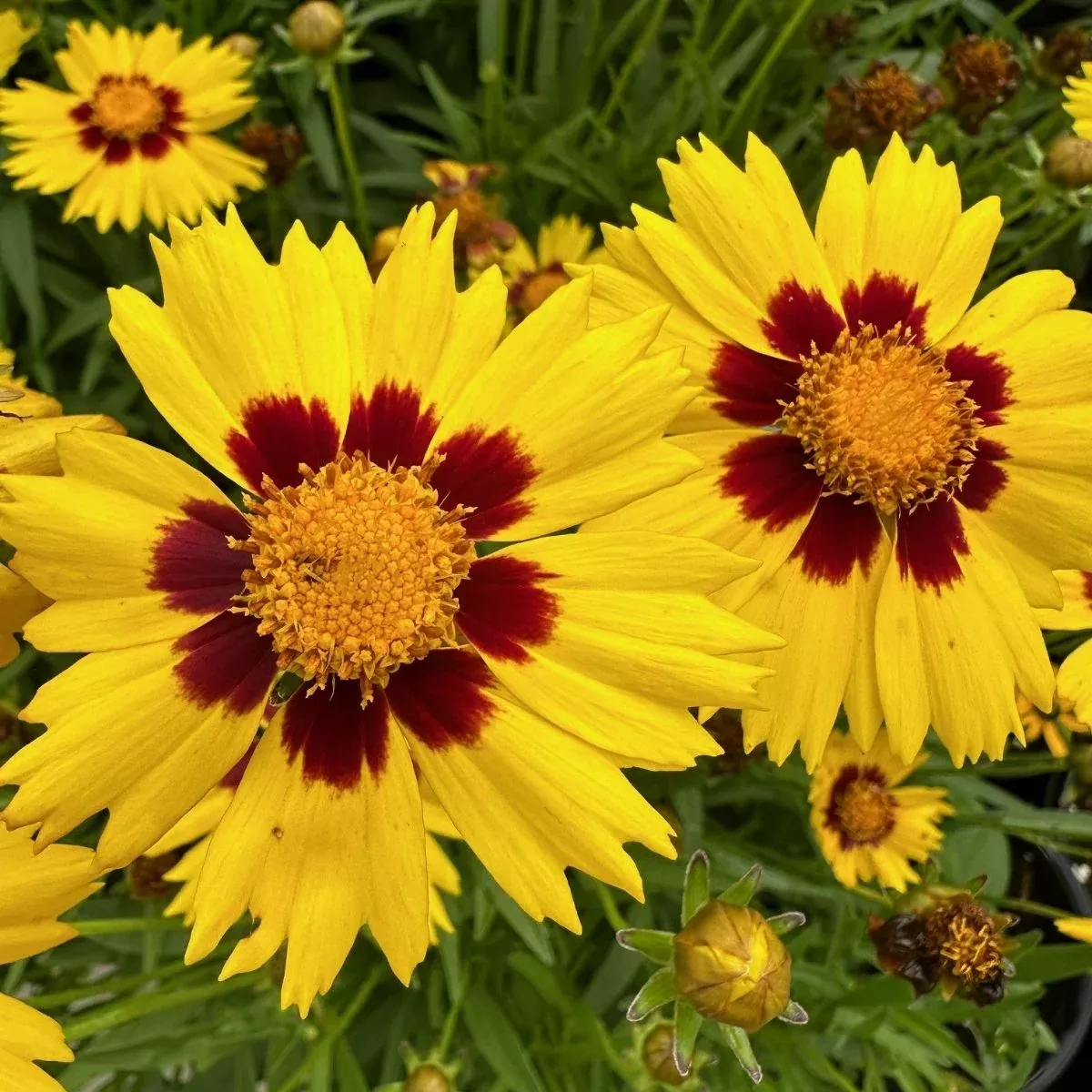 Coreopsis Sunkiss Tickseed