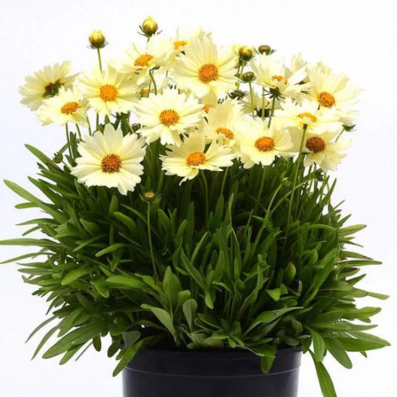 coreopsis-uptick-cream Coreopsis 'Uptick Cream'
