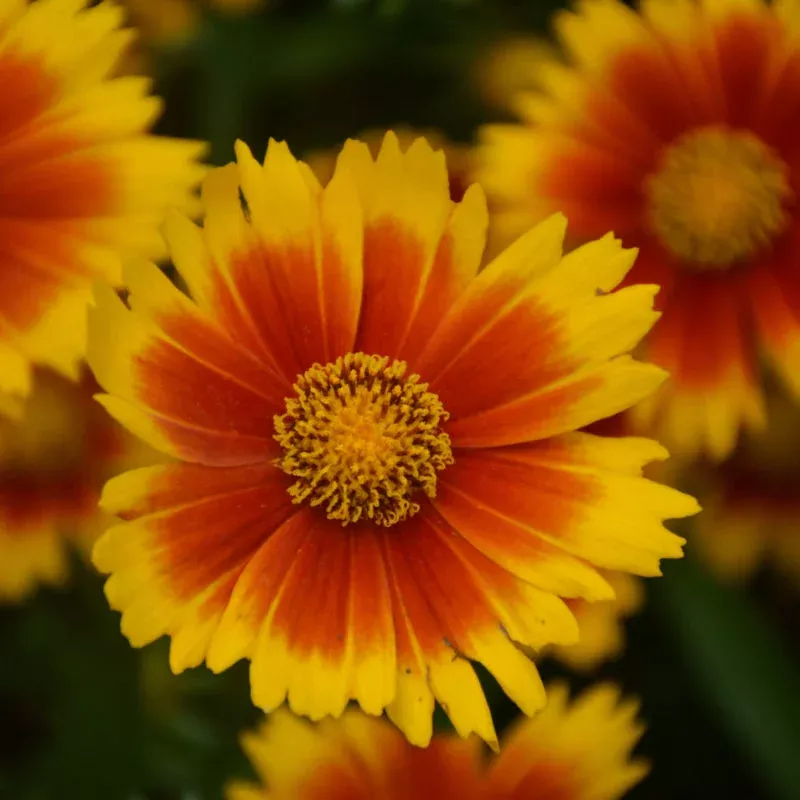 coreopsis-uptick-gold-bronze Coreopsis 'Uptick Gold Bronze'