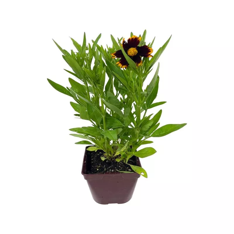 coreopsis-uptick-red Coreopsis 'Uptick Red'