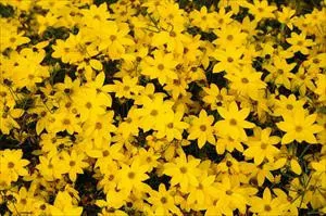 coreopsis-v-golden-showers-25-br-plants Coreopsis v. 'Golden Showers' (25) BR Plants