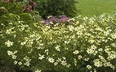 coreopsis-v-moonray-ppaf-25-br-plants Coreopsis v. 'Moonray' PPAF (25) BR Plants