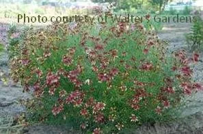 Coreopsis v. 'Route 66' PP20609