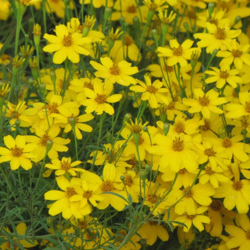 coreopsis-zagreb Coreopsis 'Zagreb'