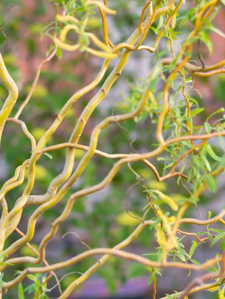 Corkscrew Willow