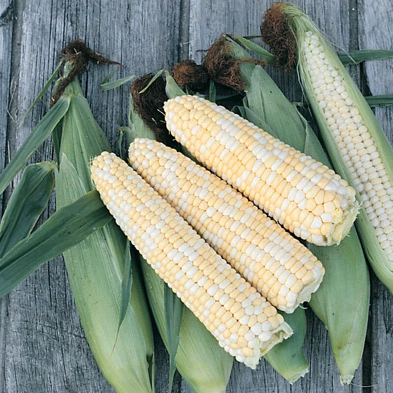 corn-double-standard-op-sweet-corn Corn: Double Standard Op Sweet Corn