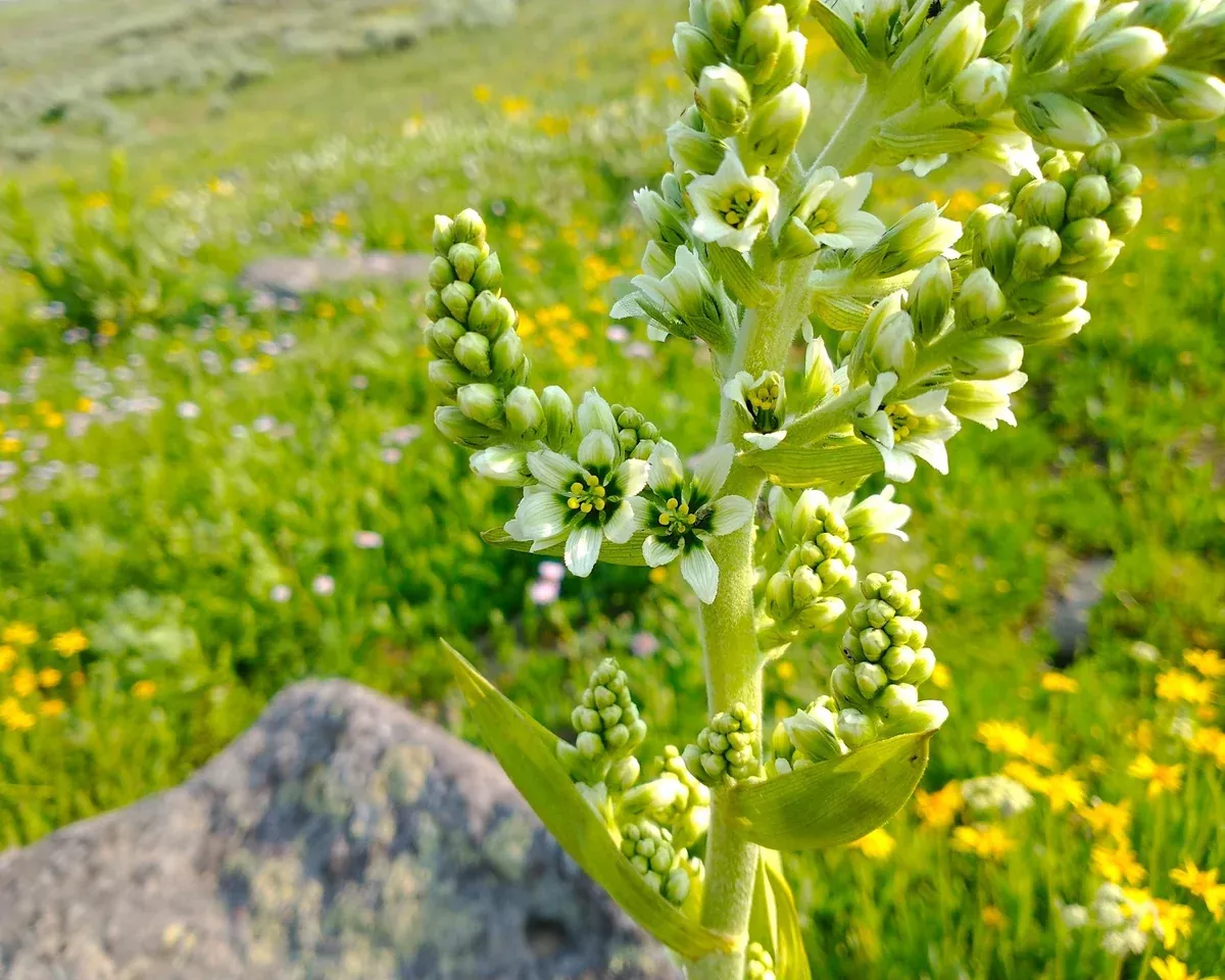 corn-lily-seeds-veratrum-californicum Corn Lily Seeds (Veratrum californicum)