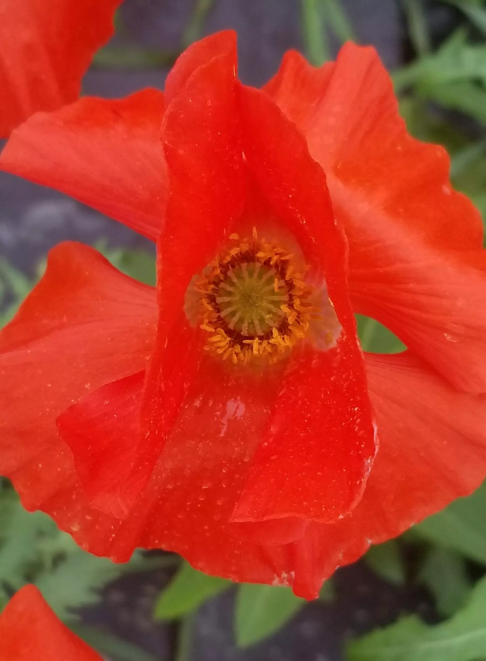 corn-poppy Corn Poppy