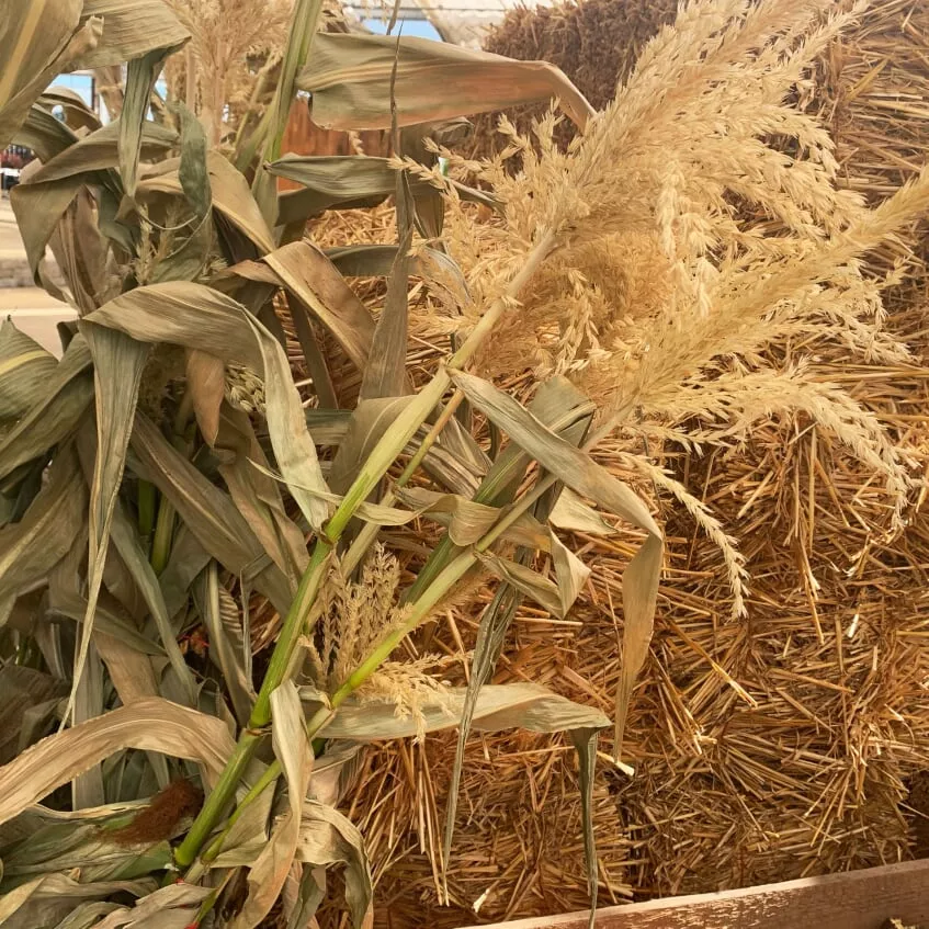 corn-stalk-bundle-5-stalks Corn Stalk Bundle (5 Stalks)
