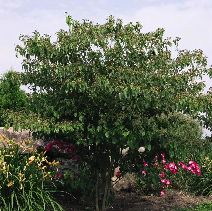 Cornus alternifolia Pagoda dogwood