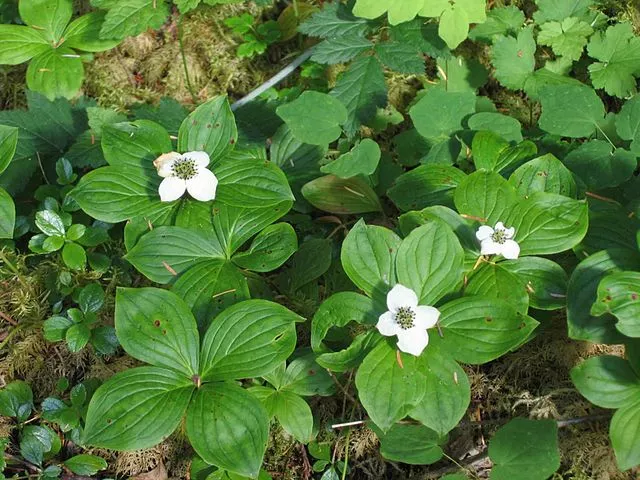 Cornus canadensis Bunchberry