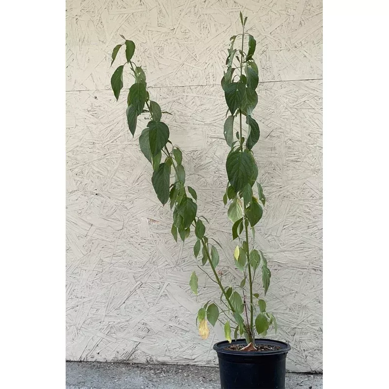 cornus-stolonifera-var-californica-3-gallon Cornus stolonifera var. californica - 3 Gallon
