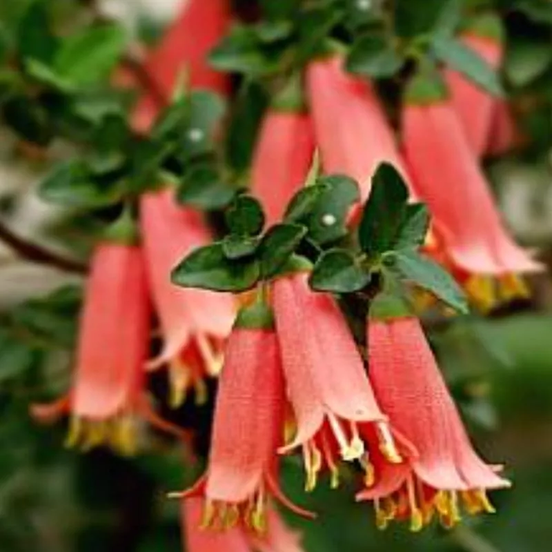 Correa 'Ray's Tangerine'