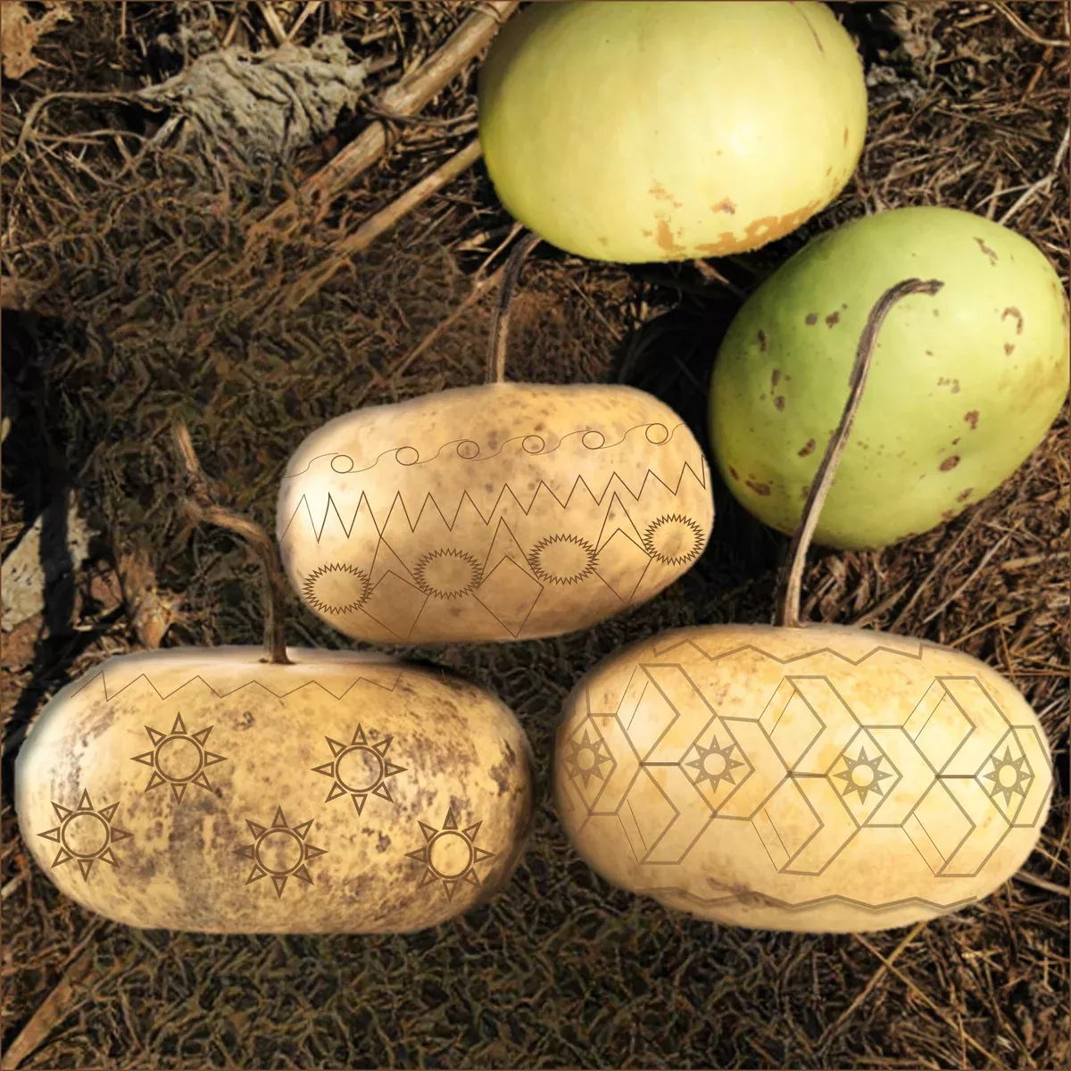 corsican-gourd Corsican Gourd